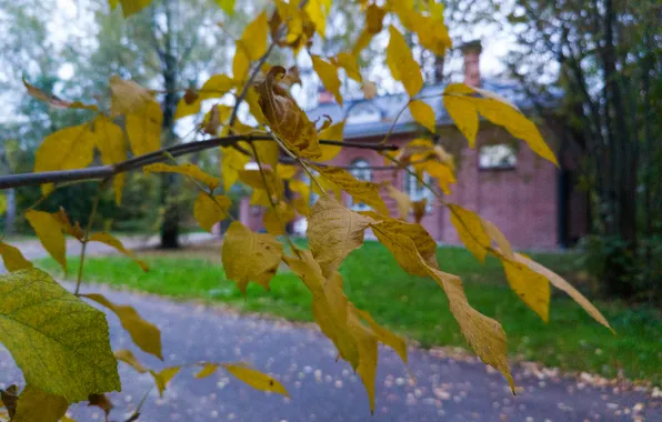 Road, autumn, leaves, trees, house, the building, October, Moscow