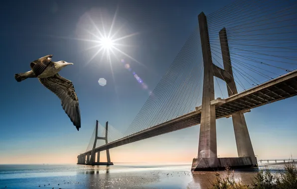 Bridge, bird, Seagull, Portugal, Lisbon