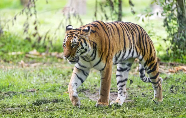 Cat, tiger, Amur, ©Tambako The Jaguar