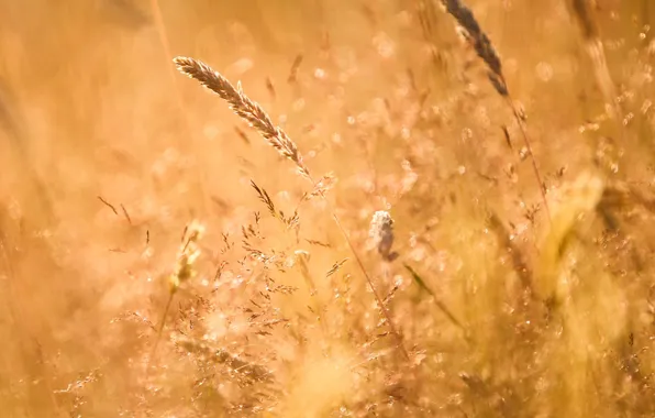 Summer, grass, nature, spikelets