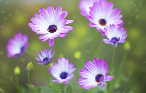 Flowers, Pink, purple, pink, Flower, Rose, White, Belyi