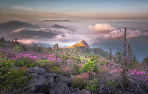 The sky, light, flowers, mountains, fog, stones, rocks, spring