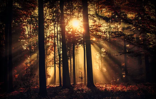 Picture forest, rays, trees, morning