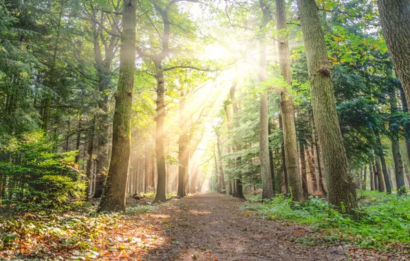 Autumn, forest, rays, light, trees, branches, nature, trunks