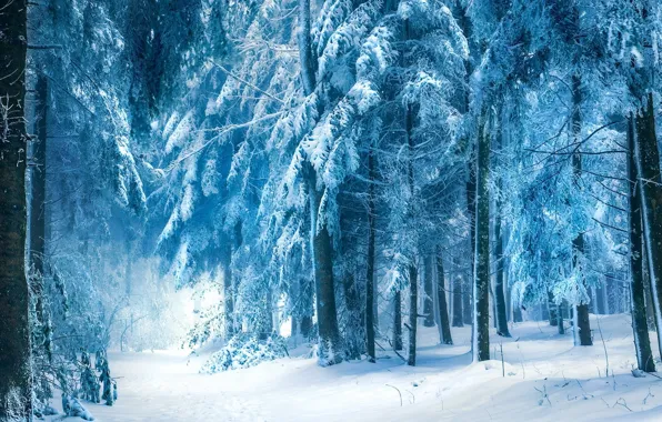 Winter, snow, trees, Forest