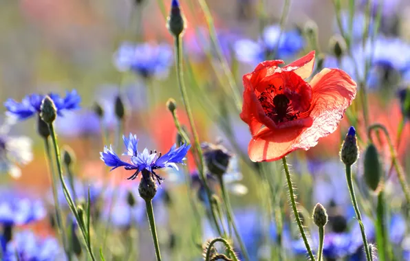 Picture field, flowers, red, background, Mac, stem, cornflowers
