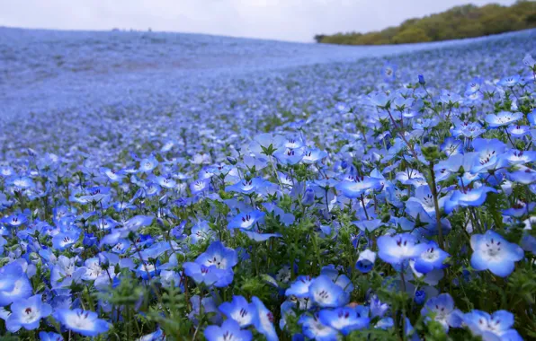 Picture field, summer, flowers, blue, blue, glade, beauty, spring