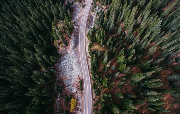 Forest, nature, stones, the view from the top, trees.road