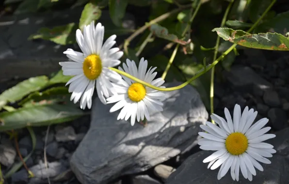 Nature, Grass, Stones, Daisy, Russia, Nature, Grass, Russia