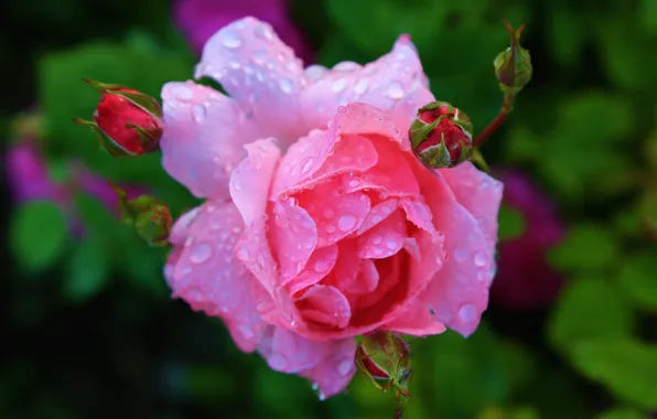 Picture leaves, drops, flowers, background, roses, petals, garden, pink