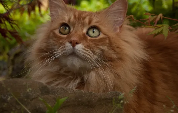 Picture look, stone, red cat