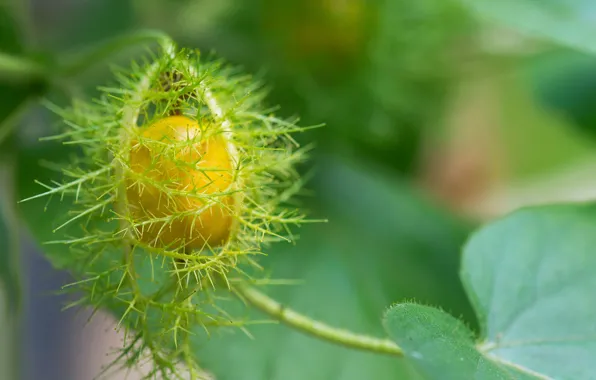 Wallpaper plant, passion flower volatile, stinking passion flower, macro, leaves