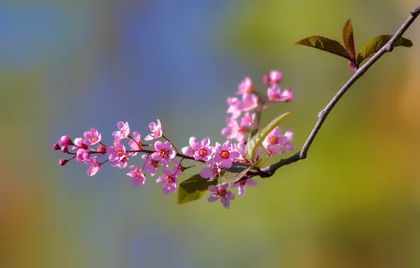 Macro, background, branch, spring, flowering
