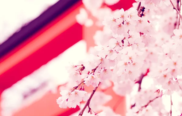 Flowers, Wallpaper, Japan, Sakura, Japan, flower, sakura, twigs