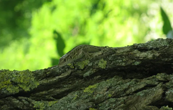 Summer, leaves, green, tree, color, Lizard