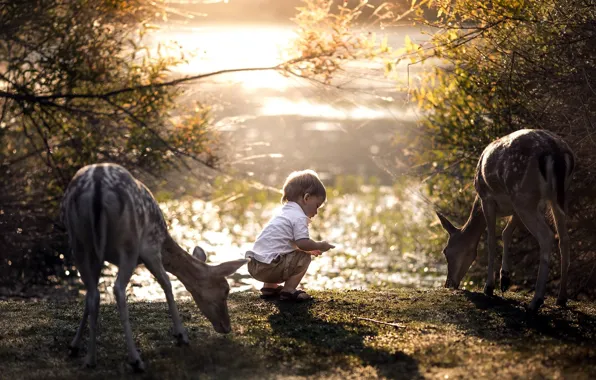 Picture nature, animal, boy