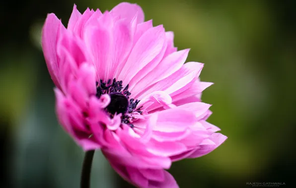 Picture flower, macro, pink, Mac, decorative