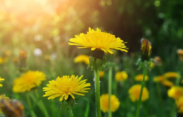 Summer, nature, dandelions
