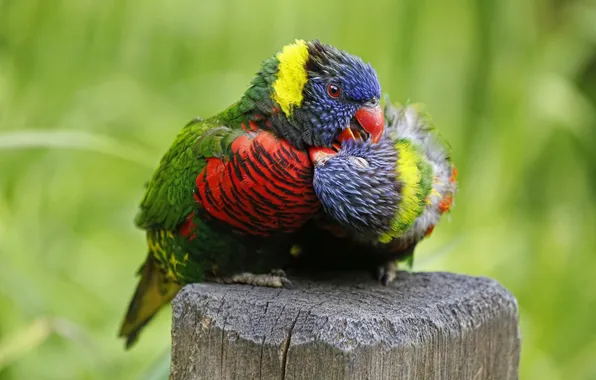 Picture color, feathers, beak, parrot, pair