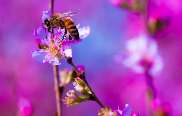 Flower, nature, bee, plant, insect