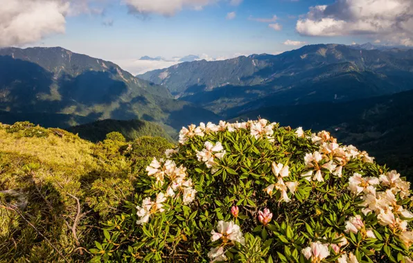 Greens, the sky, clouds, light, landscape, flowers, mountains, nature