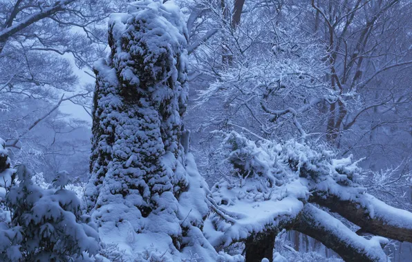 Winter, forest, snow, trees, Japan