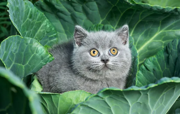Cat, look, leaves, kitty, grey, baby, cute, face