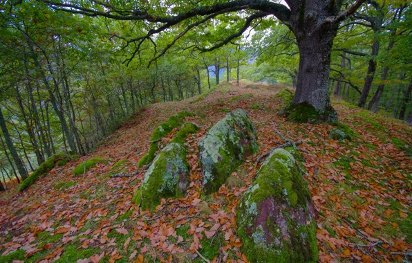 Autumn, forest, leaves, trees, stones