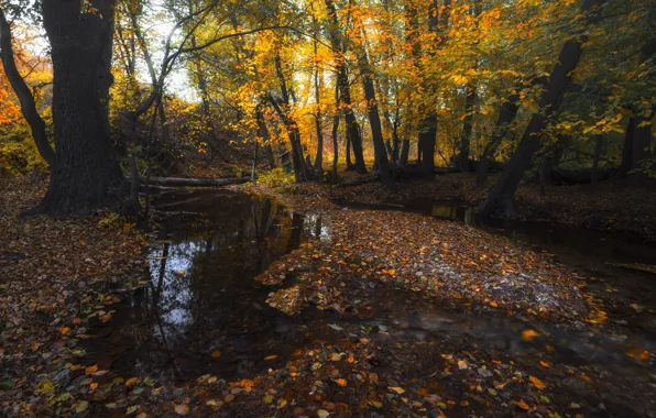Autumn, forest, water, trees, stream, foliage, Orenburzhye