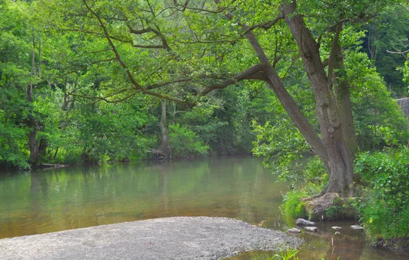 Greens, forest, summer, nature, pond, green, summer, forest
