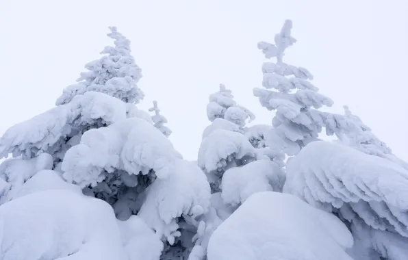 Winter, the sky, snow, trees, fog, spruce