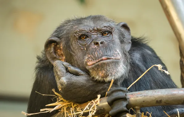 Picture nature, background, monkey