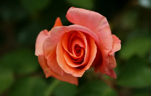 Picture rose, orange, Rose, orange, bokeh, bokeh