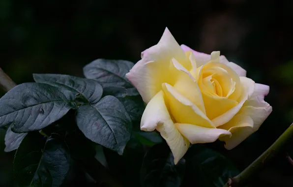 Flower, leaves, branches, the dark background, rose, yellow