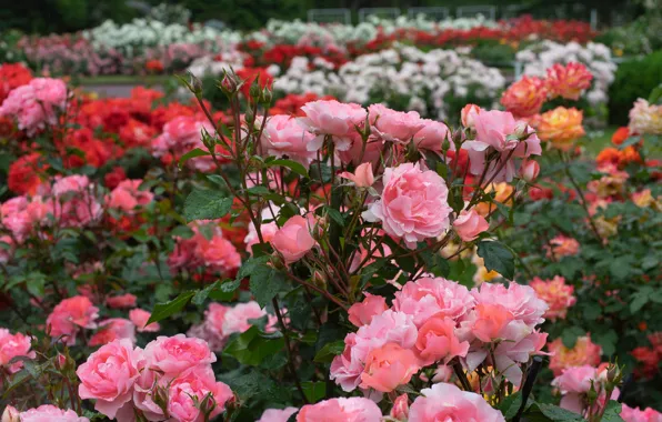 Park, roses, garden, buds, the bushes, rose bushes