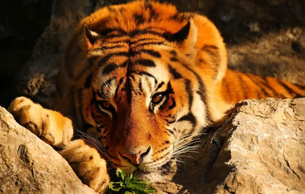 Picture look, tiger, stones, red, lies, brooding