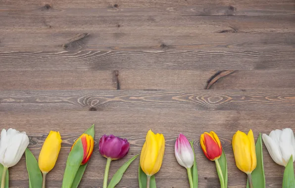 Picture flowers, colorful, tulips, fresh, wood, flowers, tulips, spring