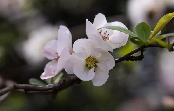 Leaves, flowers, branch, white, trio, bokeh, Camellia