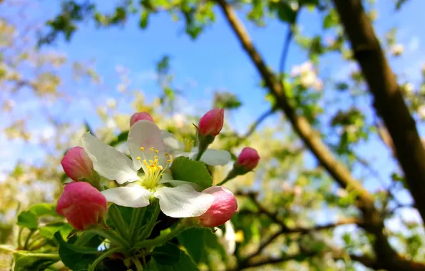 Picture Spring, Flowering, Apple-blossom, Flowering Crabapple