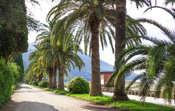 Road, Palm trees, Road, Abkhazia, Palm Trees, Abkhazia, Gagra, Gagra