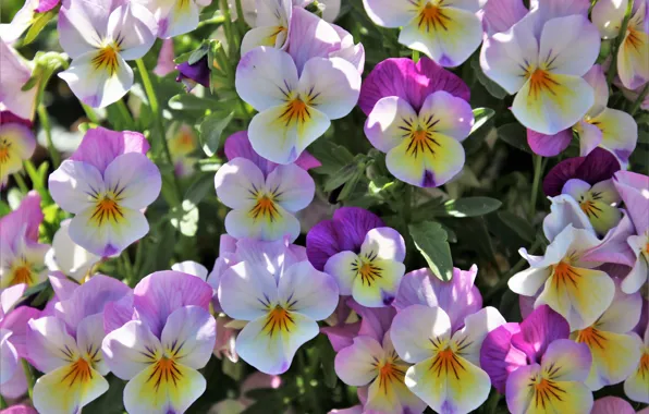 Flowers, pink, Pansy, flowerbed, violet, viola