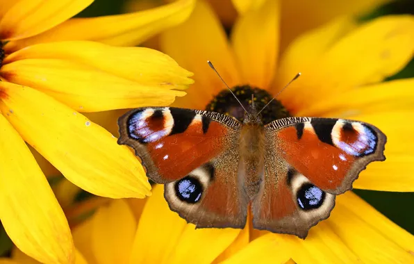 Flower, macro, butterfly, wings, beautiful, closeup