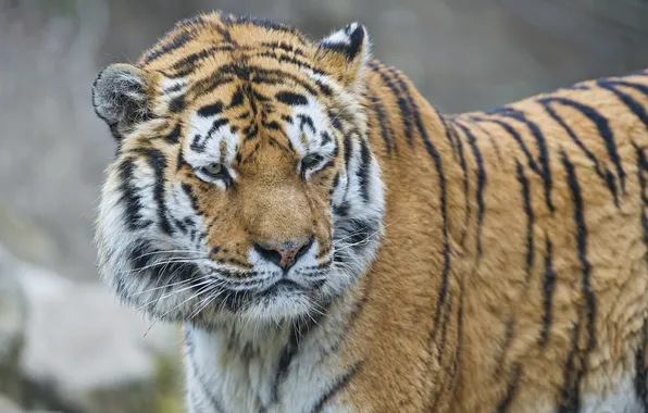 Picture cat, look, face, tiger, the Amur tiger, ©Tambako The Jaguar