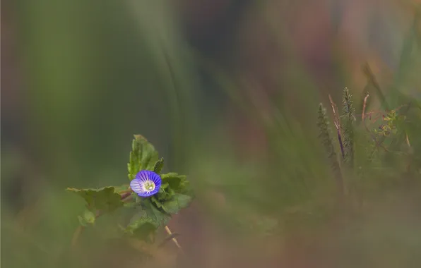 Picture grass, leaves, flowers, blue, blur