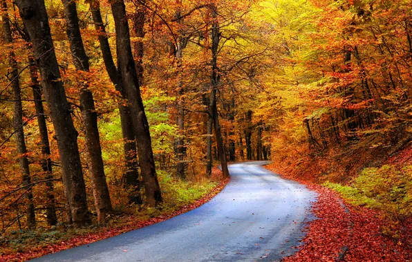 Picture road, autumn, forest, trees, paint