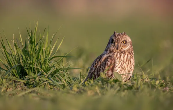 Picture grass, background, owl, bird, Short-eared owl