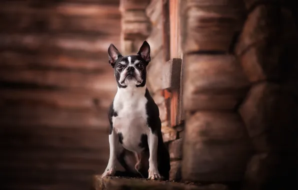 Picture dog, hut, Boston Terrier
