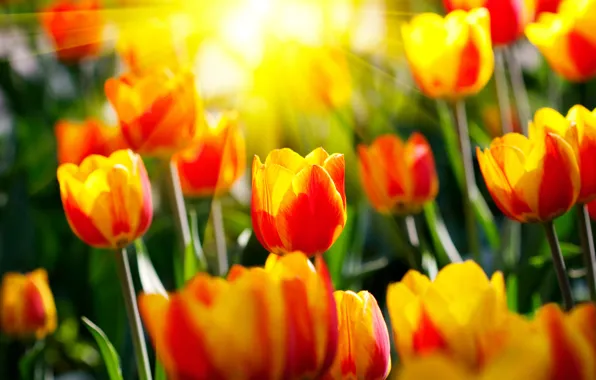 Picture the sun, rays, flowers, spring, garden, tulips, parks, light