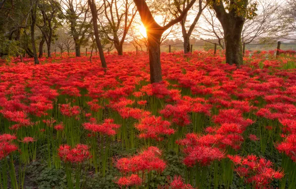Forest, the sun, rays, landscape, flowers, nature, trunks, Lily