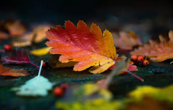 Autumn, leaves, red, nature, berries, foliage, leaf, bokeh